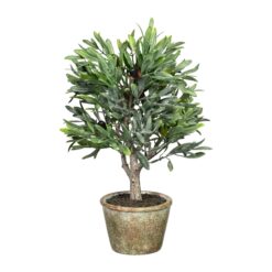 PLANTA
