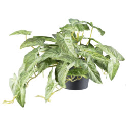 PLANTA