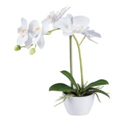 PLANTA