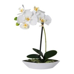 PLANTA