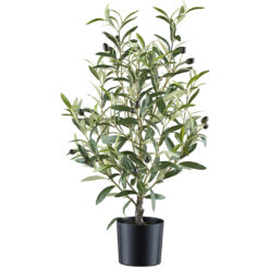 PLANTA
