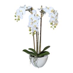 PLANTA