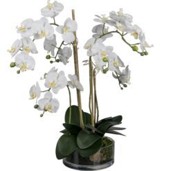 PLANTA