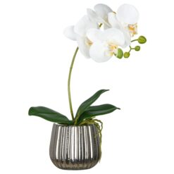 PLANTA