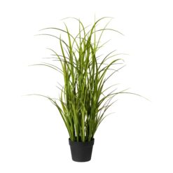 PLANTA