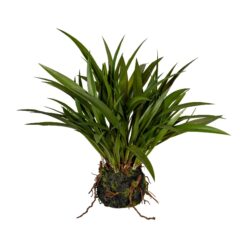 PLANTA