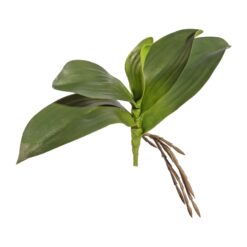 HOJA