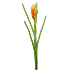 FLOR