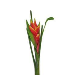 FLOR