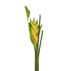 FLOR