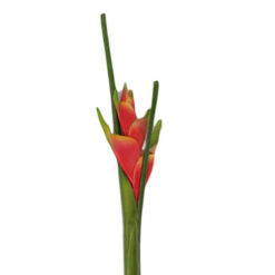 FLOR