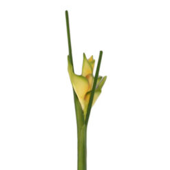 FLOR