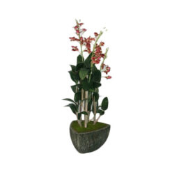 PLANTA