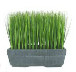 PLANTA
