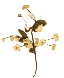 FLOR