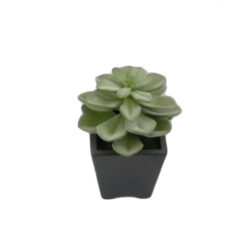 PLANTA