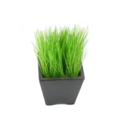 PLANTA
