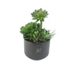 PLANTA