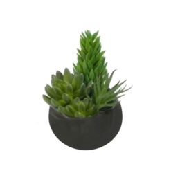 PLANTA