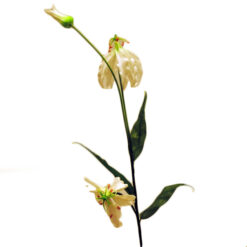 FLOR