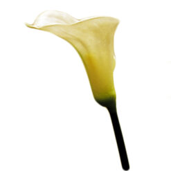 FLOR