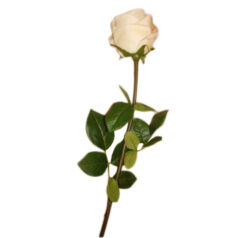 FLOR