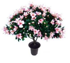 PLANTA