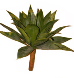 RAMA